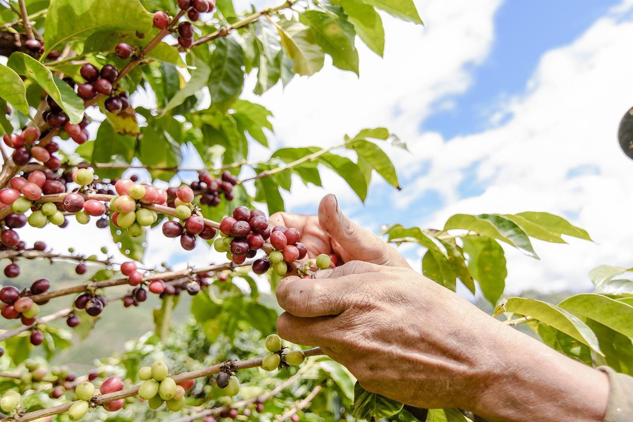 Finca Boutique El Diamante Salgar  Ngoại thất bức ảnh